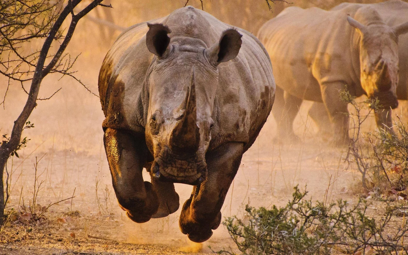 носорог, саванна, rhino, savannah, front, animals, desert, sun, summer, light, see, nice, wide