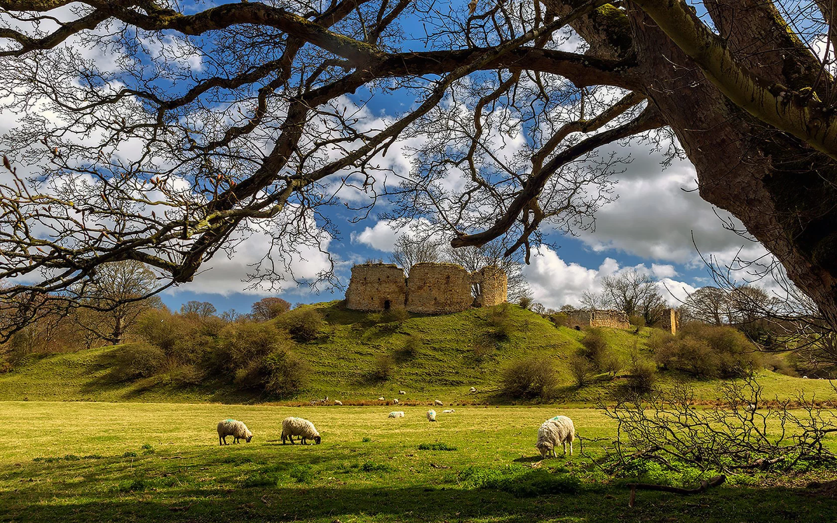 замок, луг, лето, овцы, mitford, castle, northumberland, england, ruin, ram, meadow, summer, tree, grass, clear, light, sun, see, nice, wide