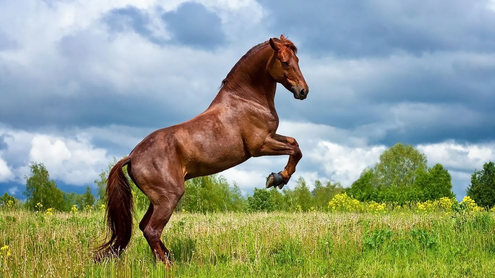 конь, коричневый, жеребец, лошадь, луг, horse, allegro, stallion, horse, brown, meadow, sun, summer, front, white, field, grass, see, nice, wide