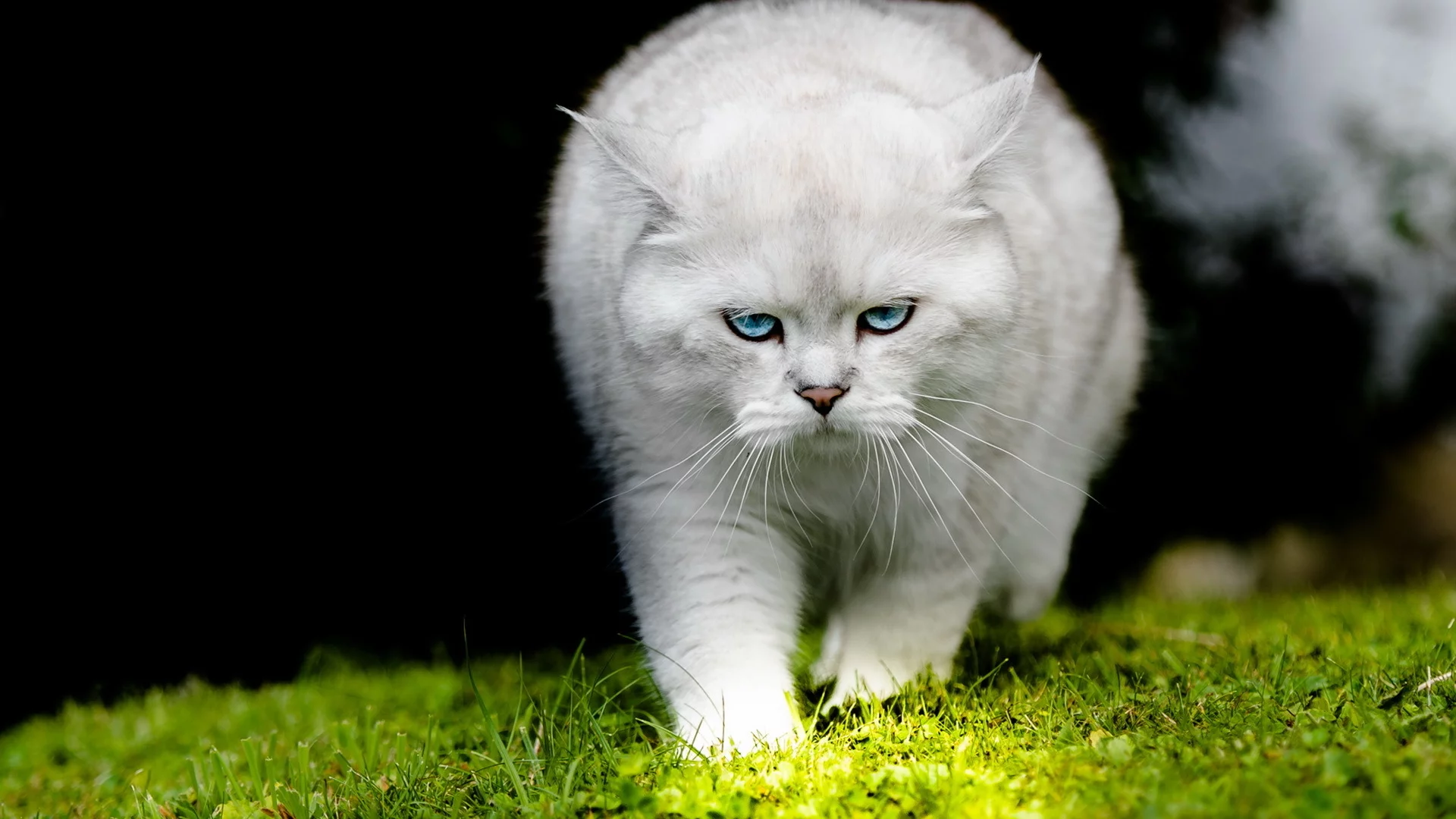 кошка, взгляд, фон