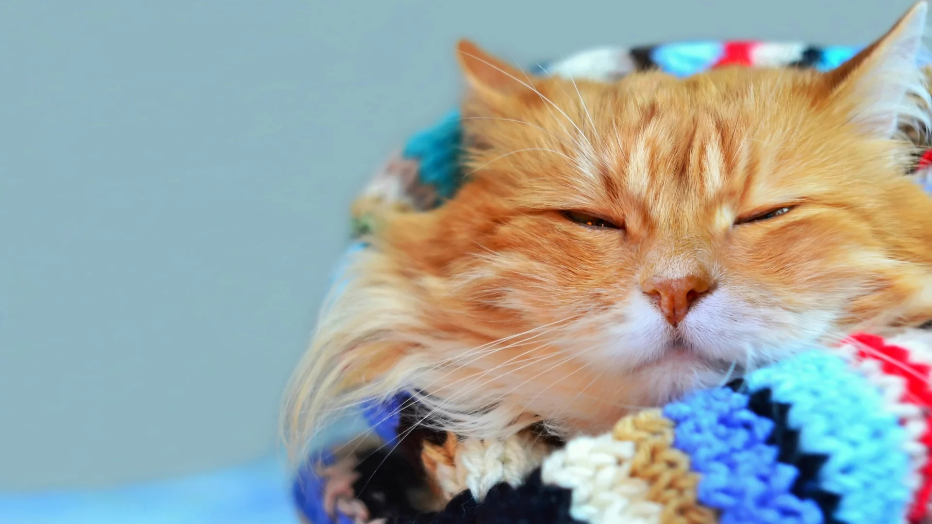 боке, шарф, кот
