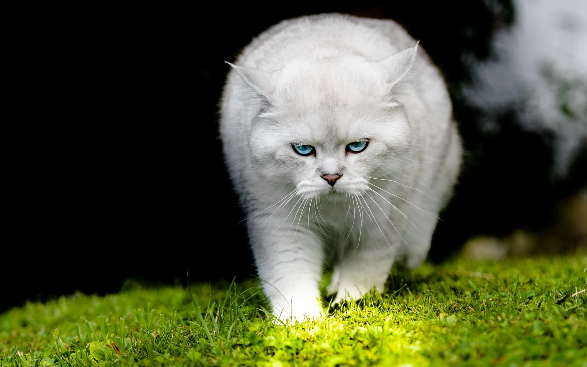 кошка, взгляд, фон