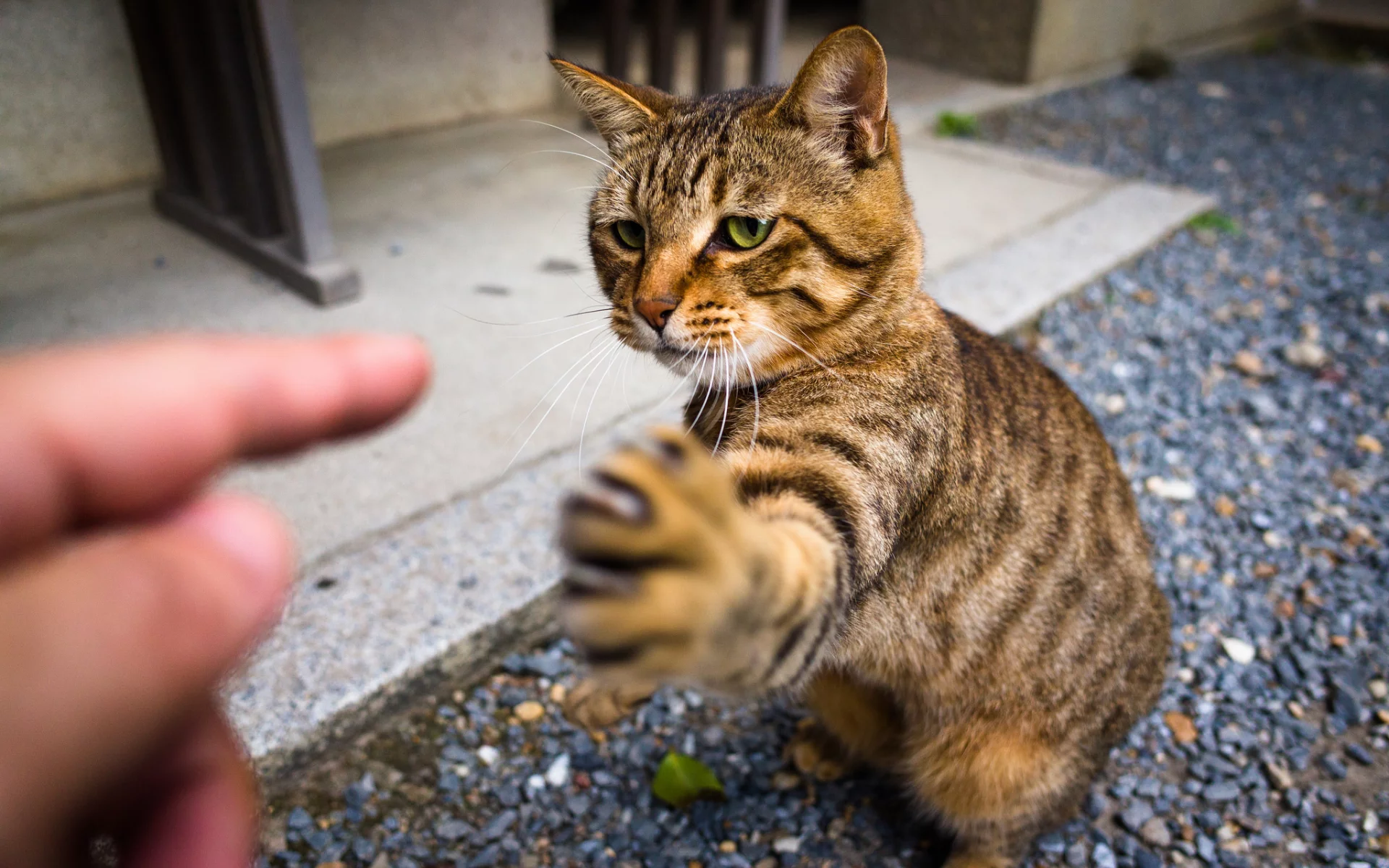 взгляд, когти, лапа, кот, котэ