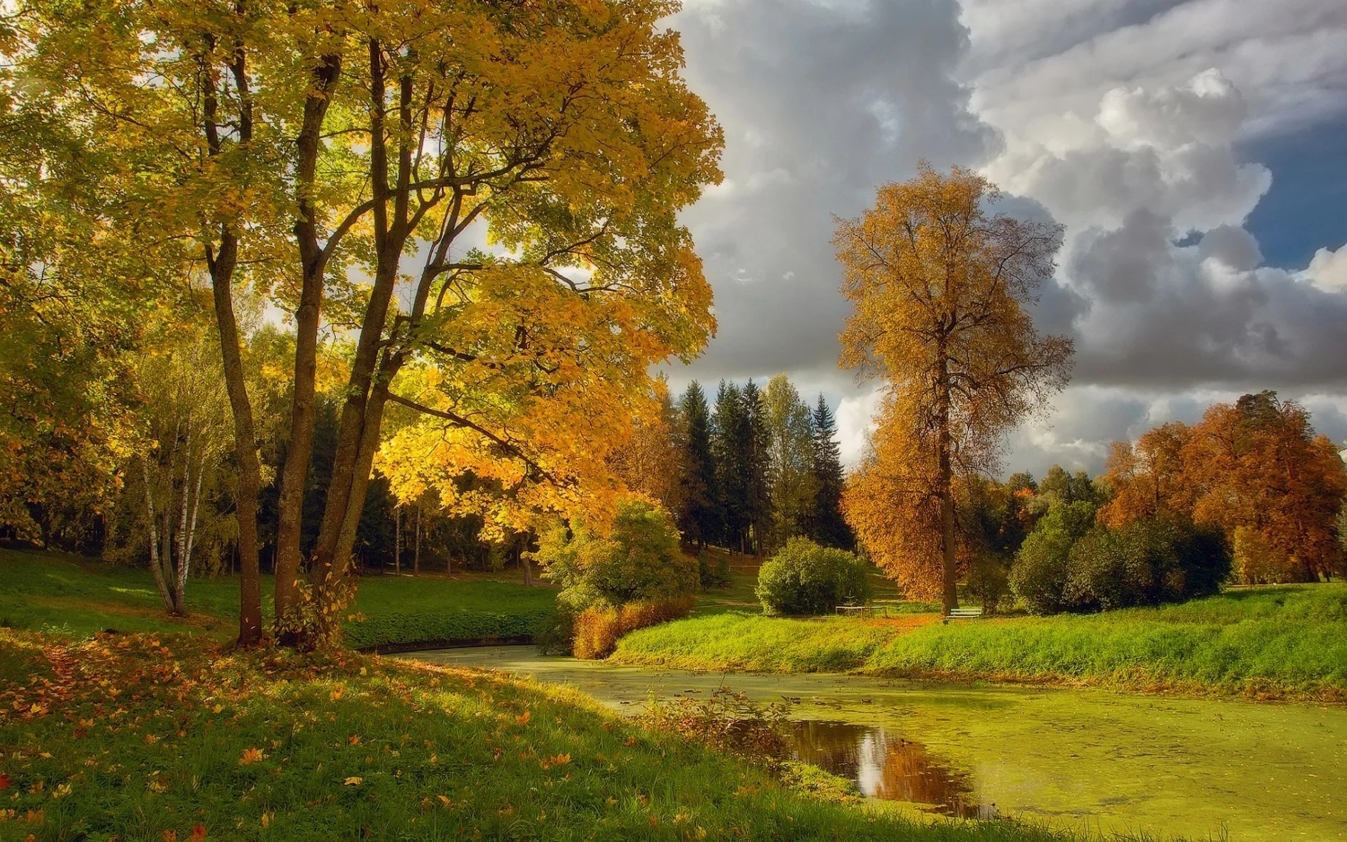 лес, река, луг, лето, forest, river, meadow, summer, park, trees, grass, water, clear, light, sun, see, nice, wide