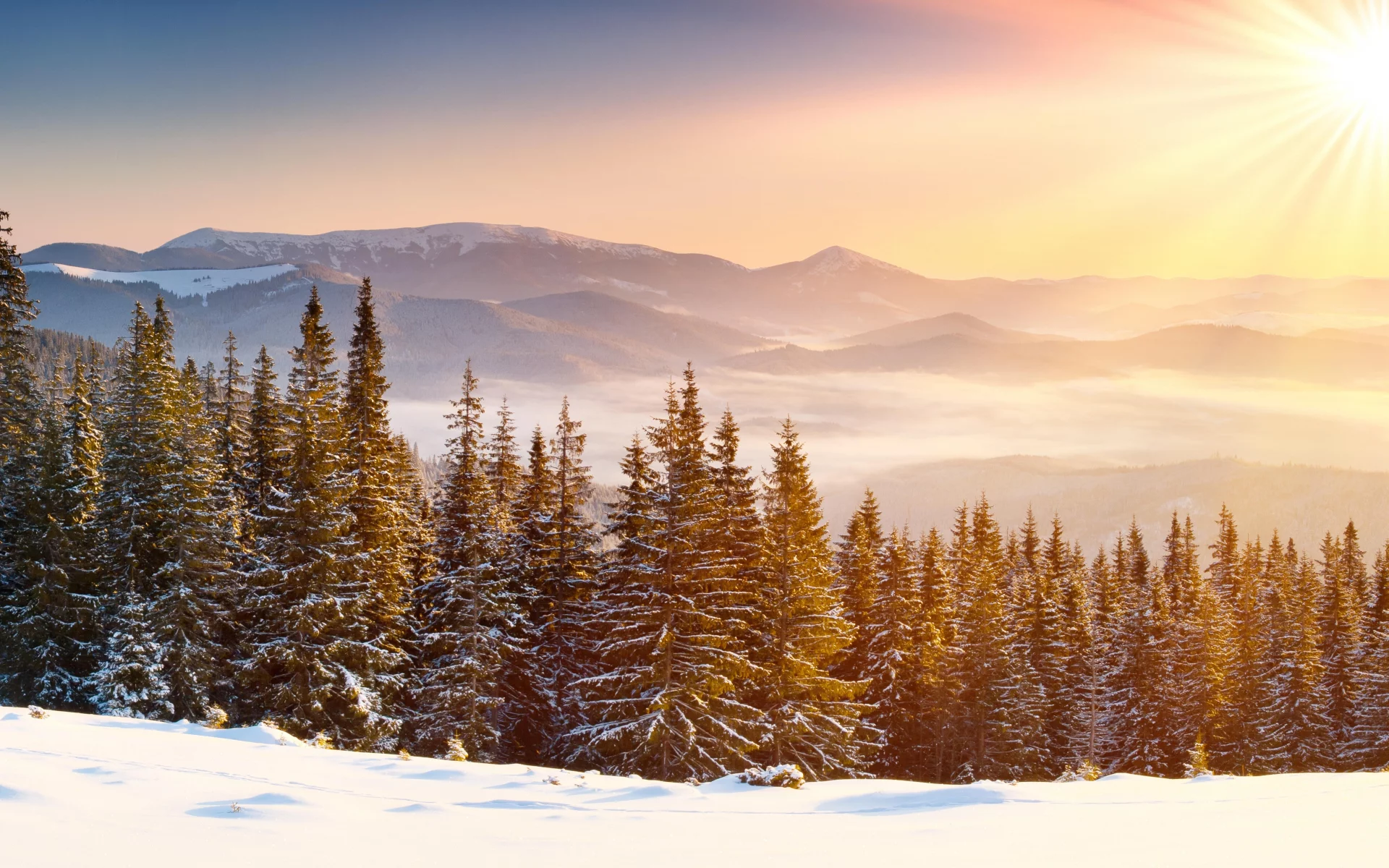 лес, зима, forest, whinter, light, snow, nature, trees, fir, spruce, landscapes, see, sun, sky, nice, wide