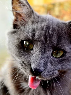 свет, кот