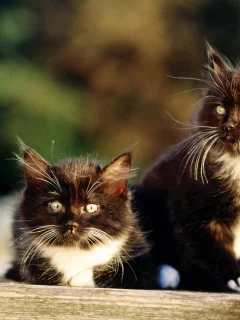 кошка, двое, киска, cat, киса, котенок, кот