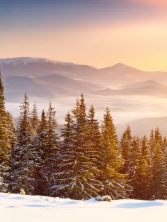 лес, зима, forest, whinter, light, snow, nature, trees, fir, spruce, landscapes, see, sun, sky, nice, wide