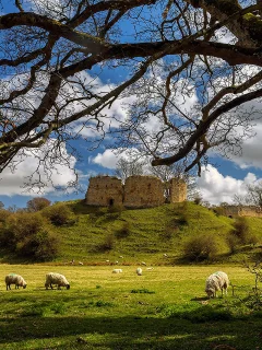 замок, луг, лето, овцы, mitford, castle, northumberland, england, ruin, ram, meadow, summer, tree, grass, clear, light, sun, see, nice, wide