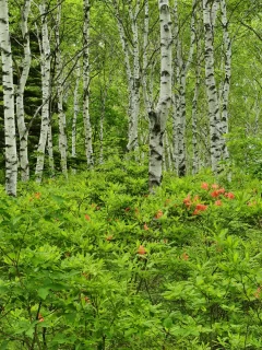 пейзаж, лес