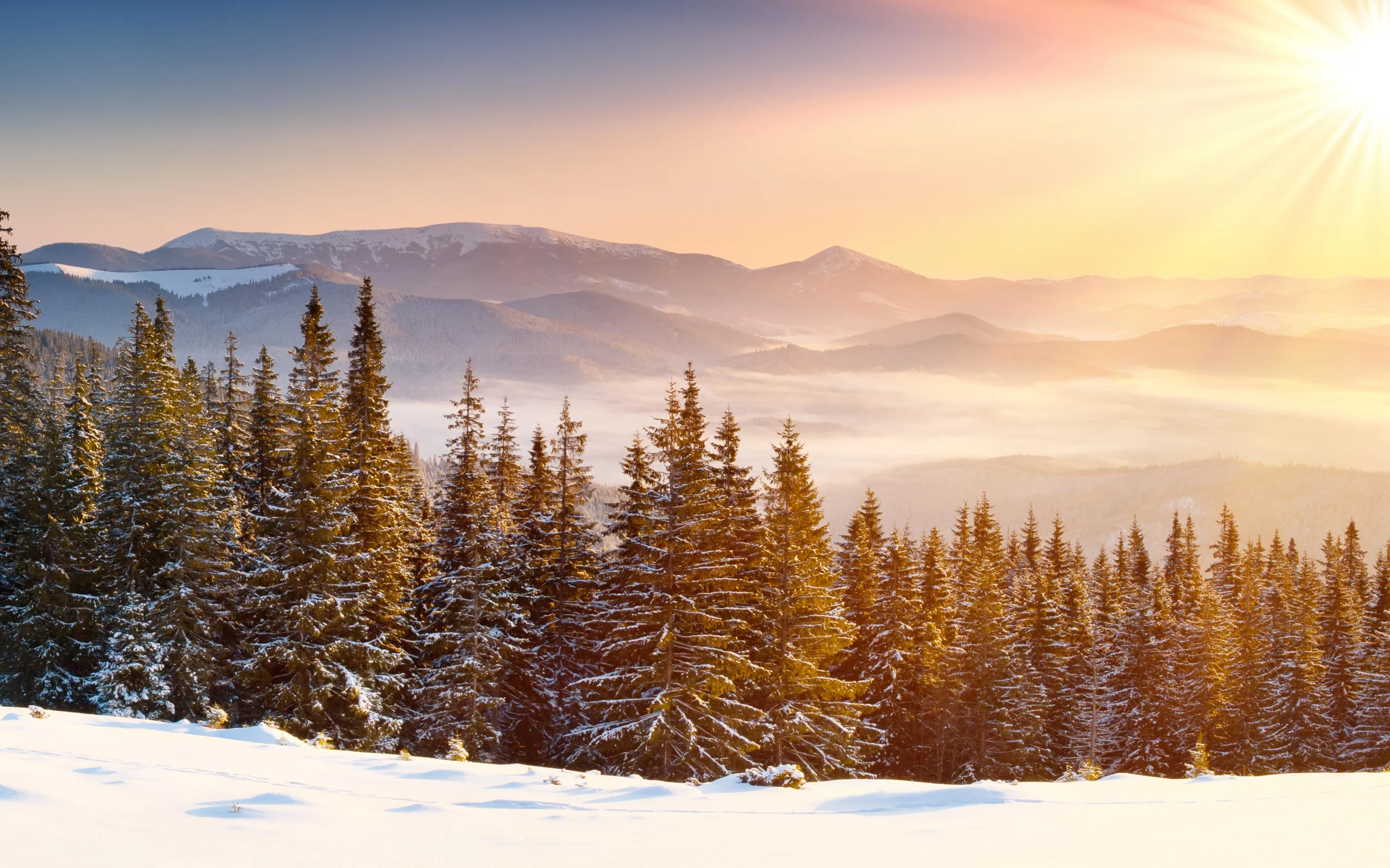 лес, зима, forest, whinter, light, snow, nature, trees, fir, spruce, landscapes, see, sun, sky, nice, wide