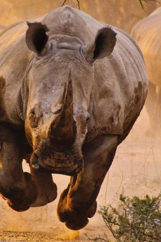 носорог, саванна, rhino, savannah, front, animals, desert, sun, summer, light, see, nice, wide