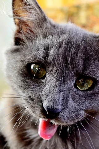 свет, кот