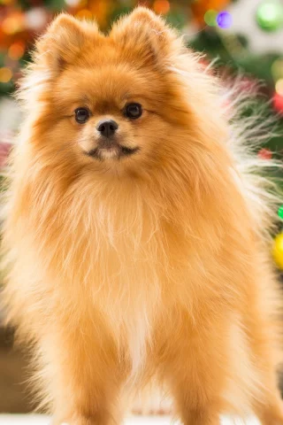 елка, тепло, dogs, собака