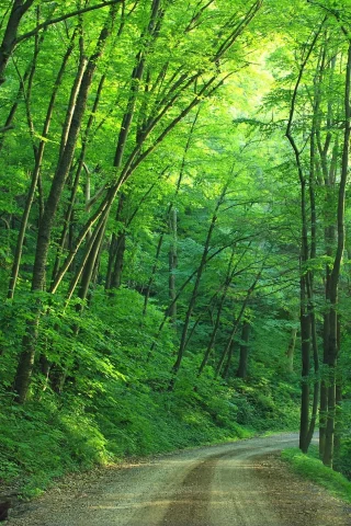 лес, лето, дорога, forest, summer, road, trees, green, leaves, daylight, environment, fall, mist, moss, green, nature, landscapes, evening, see, nice, wide