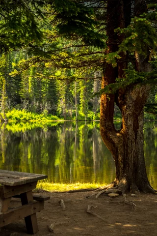 лес, озеро, forest, grass, lake, landscape, park, travel, trees, water, nice, wide