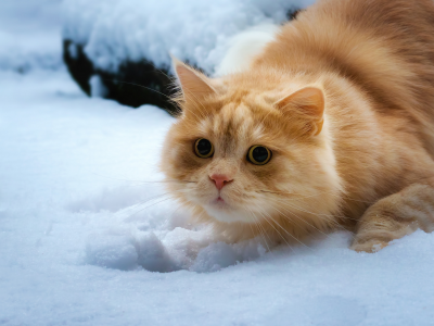 рыжий кот, снег, взгляд, кошка