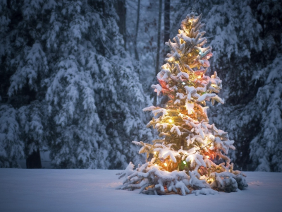 зима, праздник, новый год, снег, ель, лес, мороз, рождество
