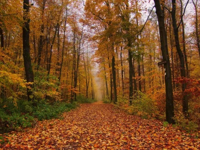 природа, красота