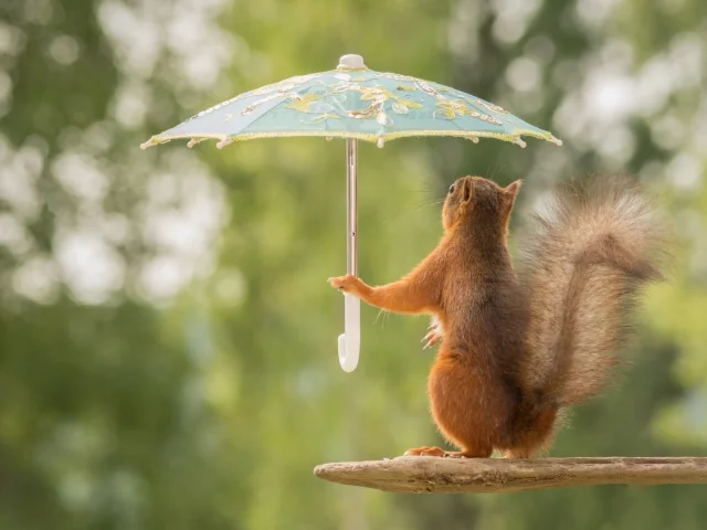 белка с зонтиком, белка, зонтик, лес, squirrel with umbrella, squirrel, umbrella, woods, rain, grass, dreen, light, see, nice, wide