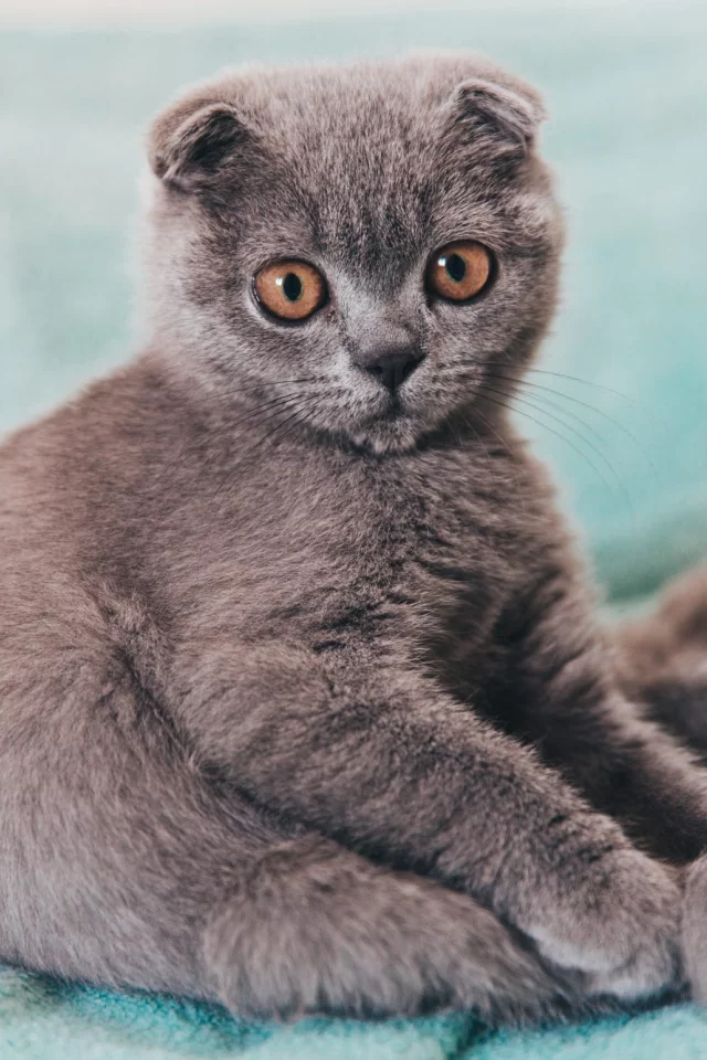 усы, лежит, спит, шерсть, рыжий, лапы, кот