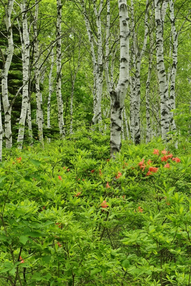 пейзаж, лес