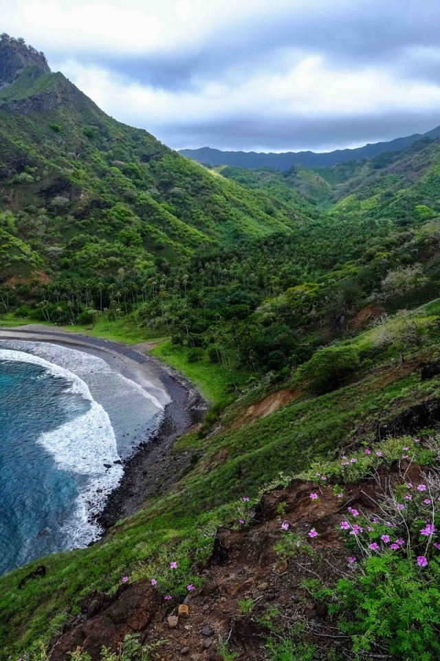 горы, море, mountains, sea, flowers, trees, shore, meadow, grass, sky, nice, see, wide