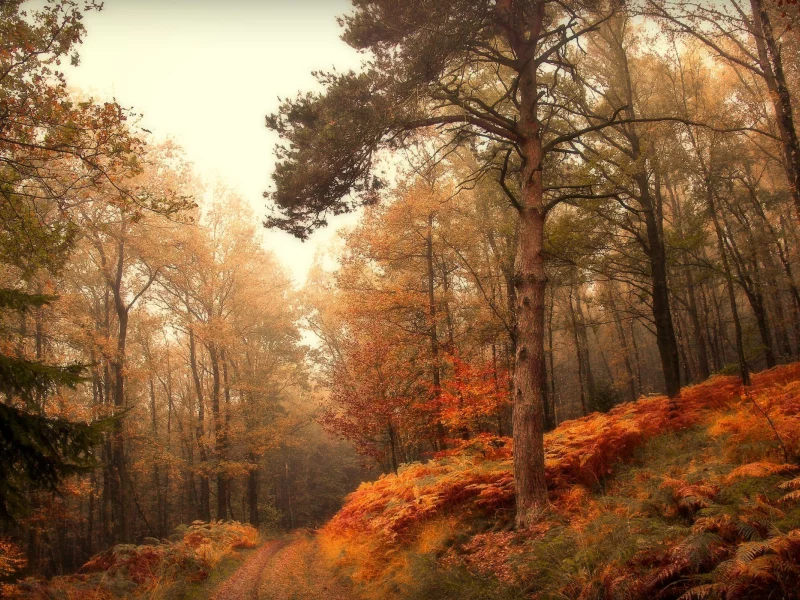 осень, лес, туман, дорога, autumn, forest, fog, road, trees, grass, landscapes, natural, sun, dark, see, nice, wide