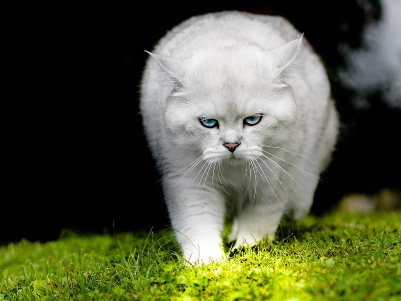 кошка, взгляд, фон