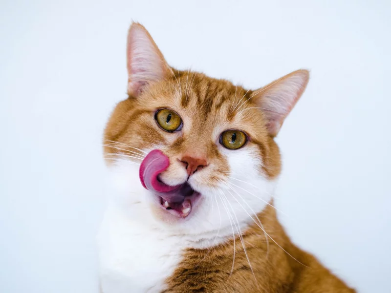 взгляд, шерсть, кот, язык