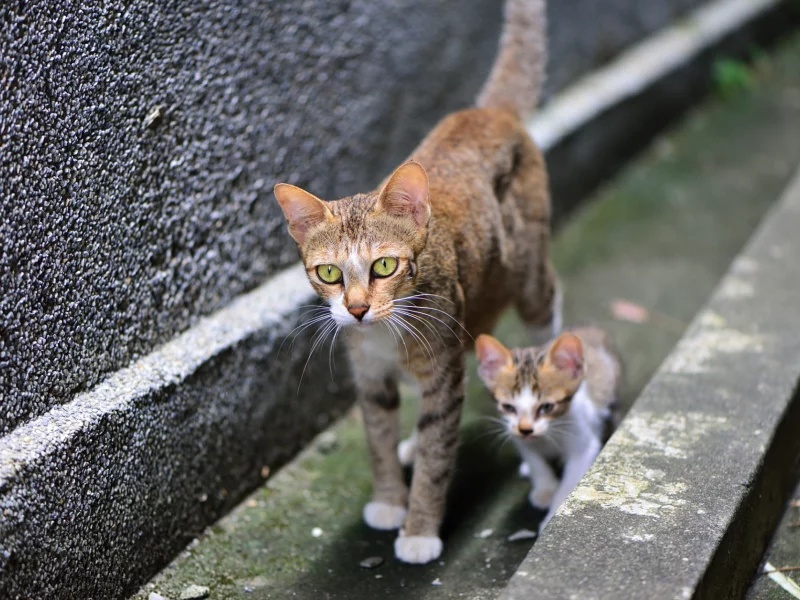 кошка, прогулка, котенок, киса