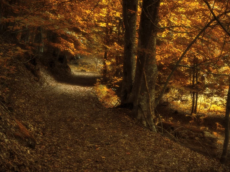 осень, дорога, лес, autumn, road, forest, trees, grass, park, nature, landscapes, see, sun, day, nice, wide