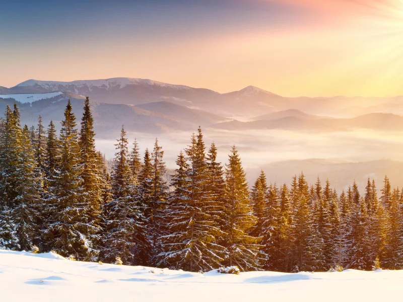 лес, зима, forest, whinter, light, snow, nature, trees, fir, spruce, landscapes, see, sun, sky, nice, wide