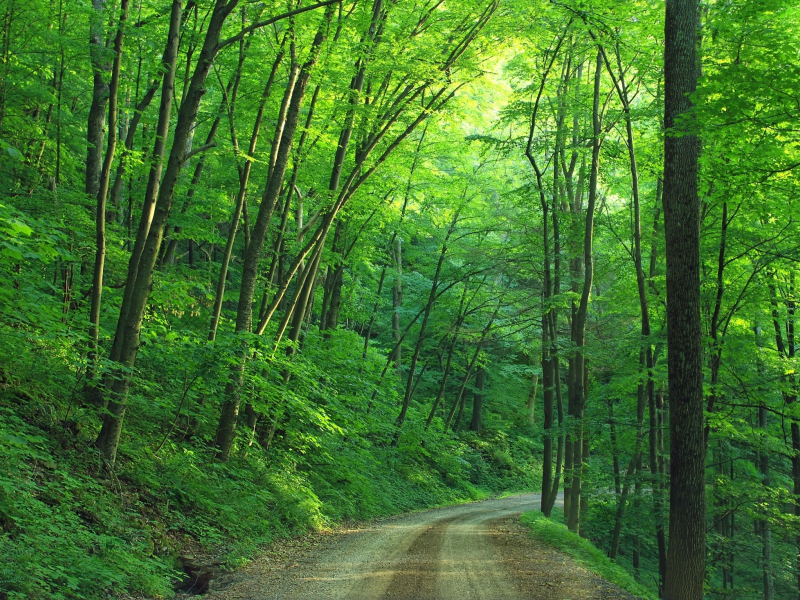 лес, лето, дорога, forest, summer, road, trees, green, leaves, daylight, environment, fall, mist, moss, green, nature, landscapes, evening, see, nice, wide