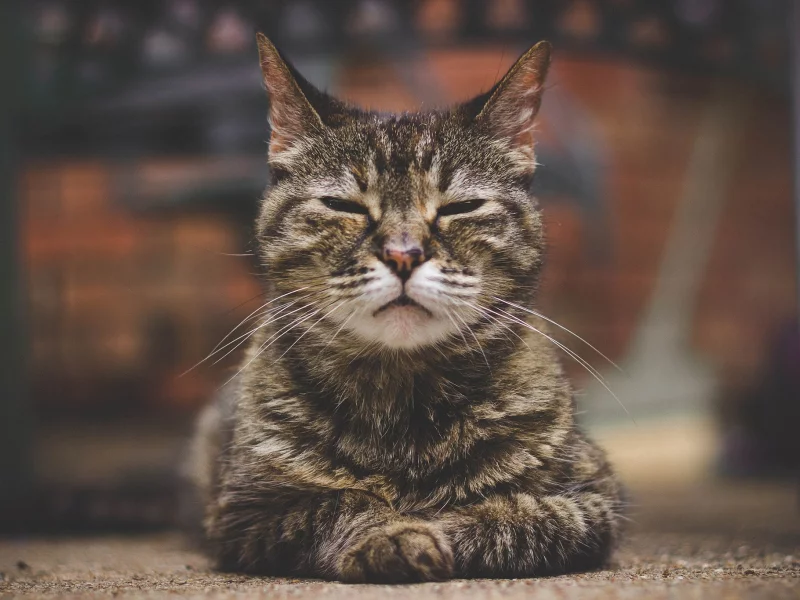 кошка, портрет, боке