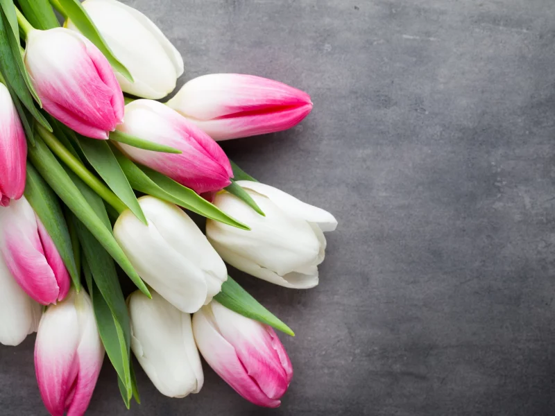 beautiful, розовые, fresh, белые, pink, white, тюльпаны, tulips, букет, spring, flowers, цветы