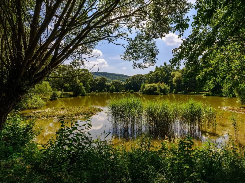 природа, красота