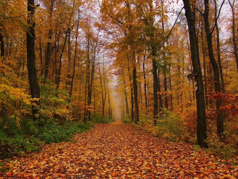 природа, красота