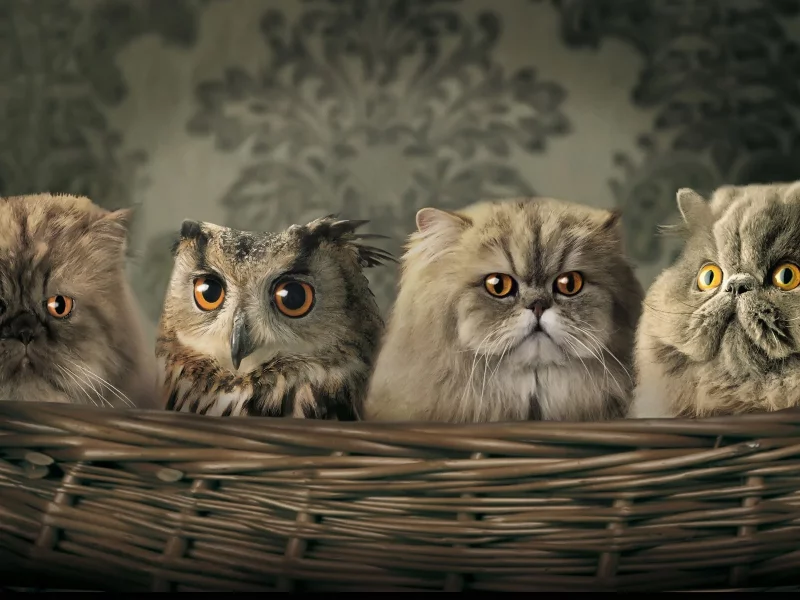 друзья, коты, сова, friends, cats, owl, color, strange family, grey, daylight, nature, see, nice, smile, wide
