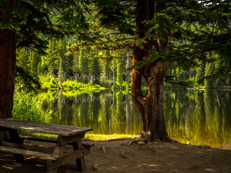 лес, озеро, forest, grass, lake, landscape, park, travel, trees, water, nice, wide