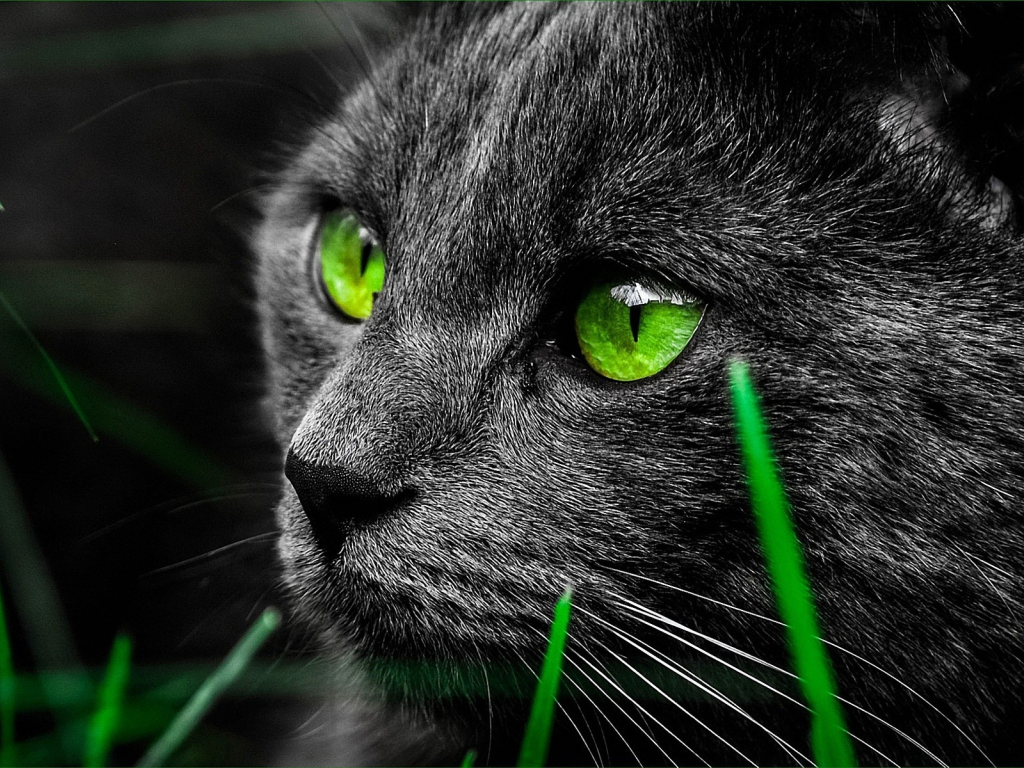 животные, кот, взгляд, глаза, зеленые