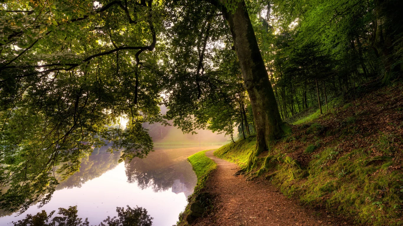 река, дерево, мох, тропа