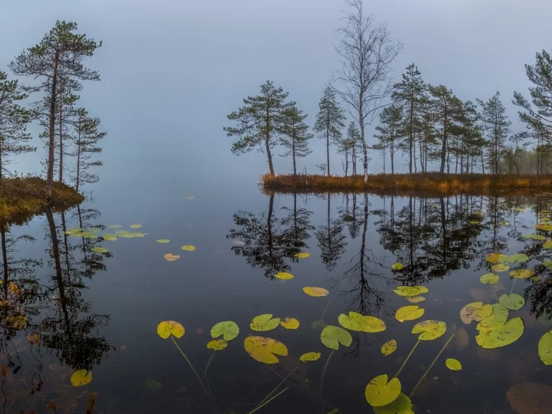 природа туман, озеро, кувшинки