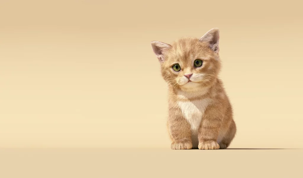 котёнок, фон