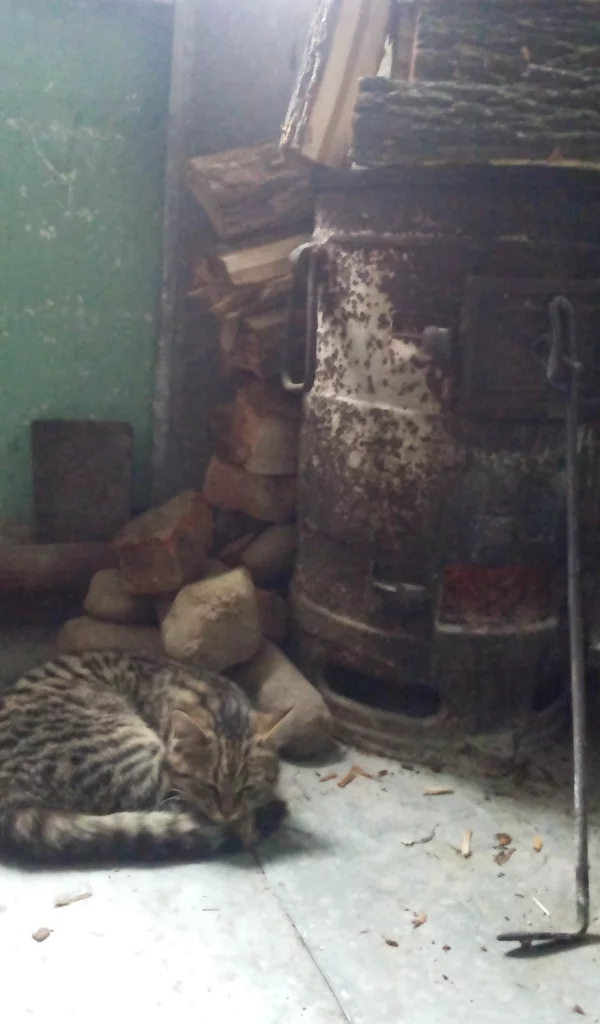 кот, котик, печка