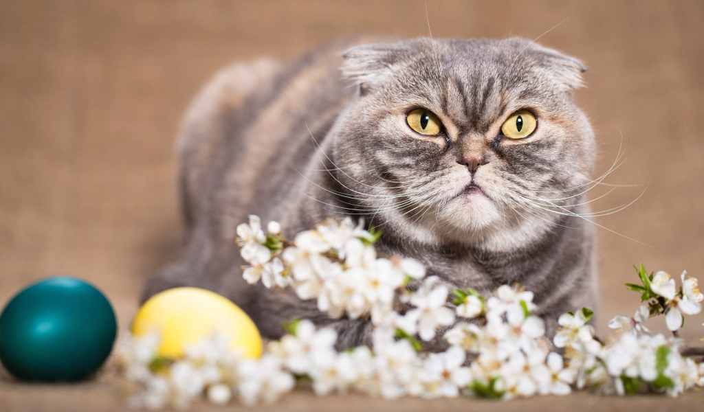пасха, весна, кот