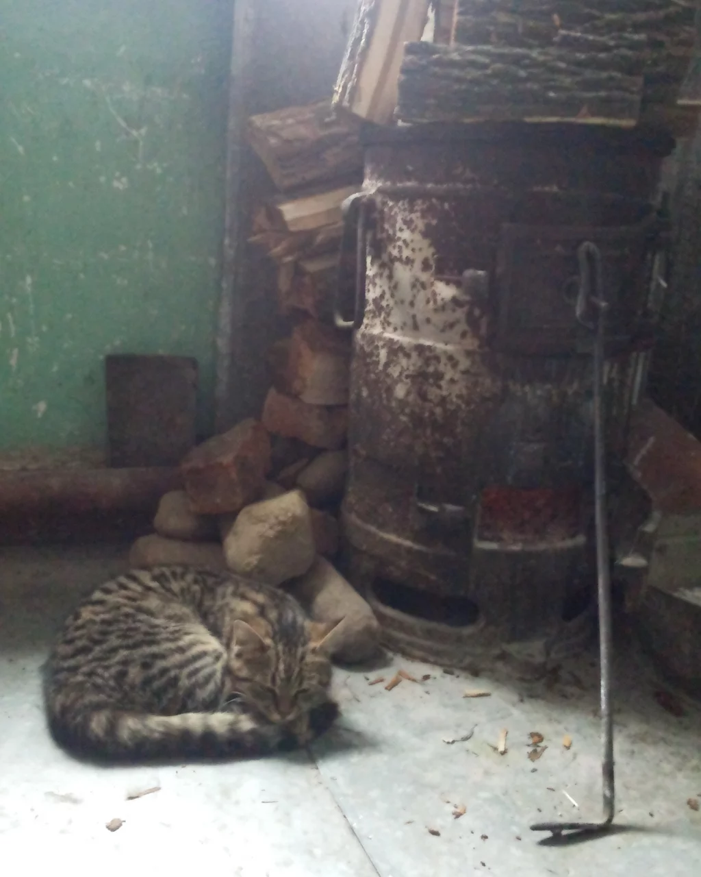 кот, котик, печка
