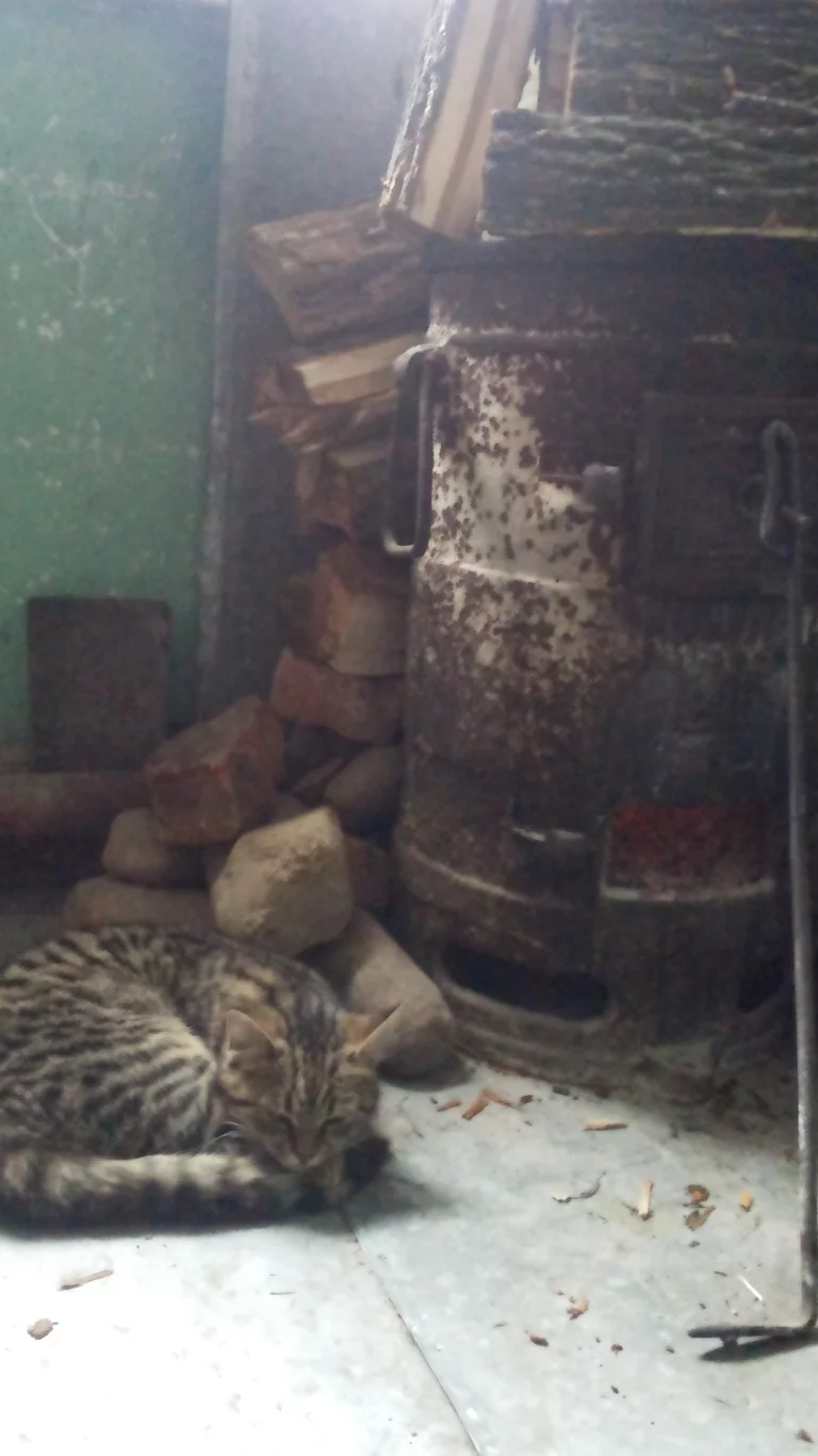 кот, котик, печка