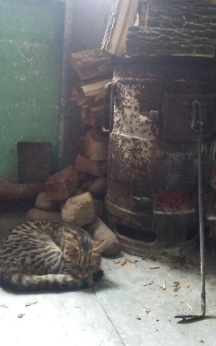 кот, котик, печка