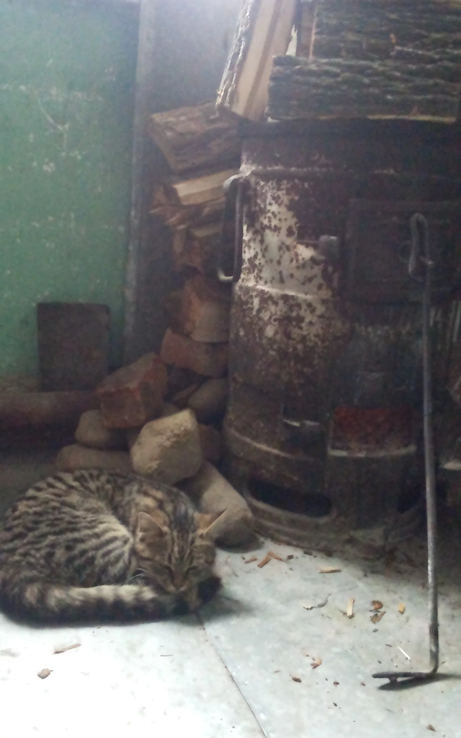кот, котик, печка